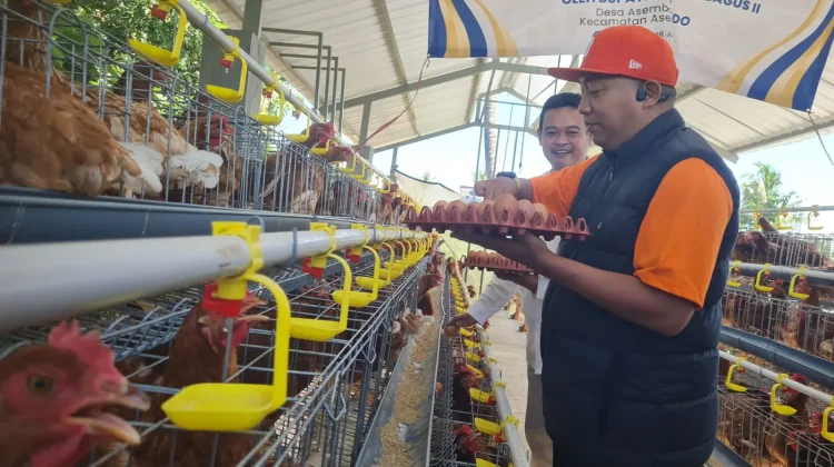 Pemkab Situbondo Kembangkan Peternakan Ayam Petelur Skala Rumah Tangga