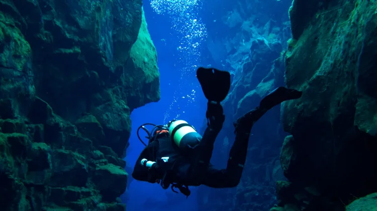 Turis di Okinawa Ikut Bantu Lacak Hiu Langka yang Terancam Punah