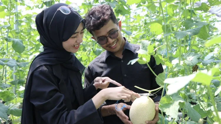 Polije Buka Wisata Petik Melon, Kenalkan Pertanian Modern kepada Masyarakat