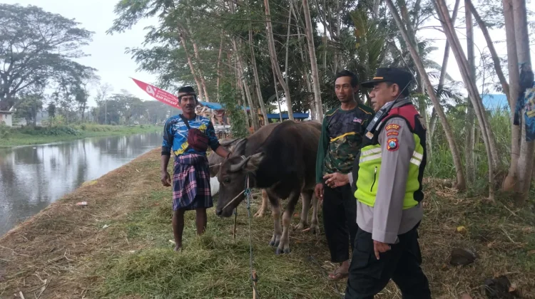 Lomba Balap Kerbau Sambut Musim Tanam di Jatiroto Lumajang