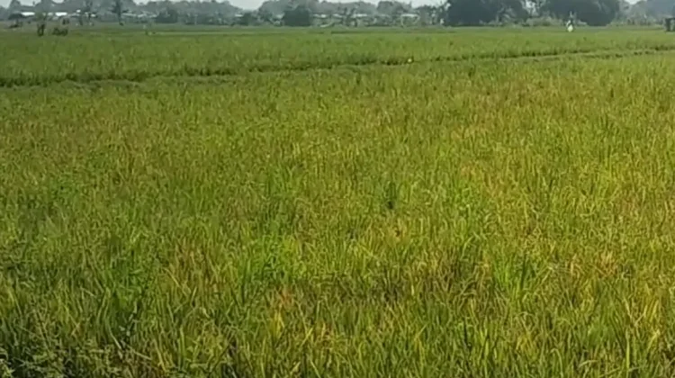 Serangan Wereng Meluas ke Seluruh Kecamatan di Lumajang