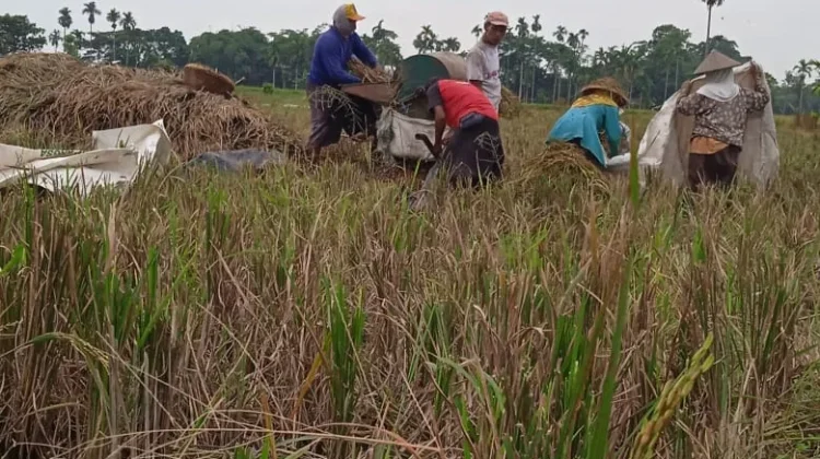 Petani Lumajang Beralih Tanam Jagung Hadapi Wereng