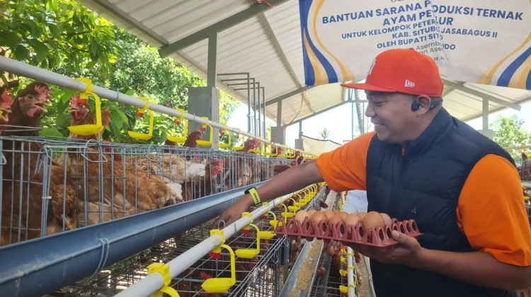Harga Telur Ayam Anjlok, Diduga karena MBG Tutup