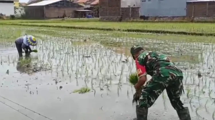 TNI Bantu Petani Tanam Padi, Bagian Pembinaan Teritorial