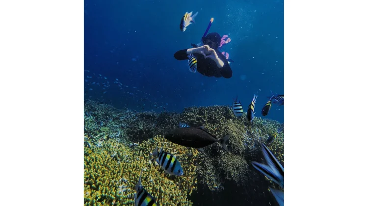 Snorkeling Jadi Cara Mudah Menikmati Keindahan Bawah Laut Menjangan