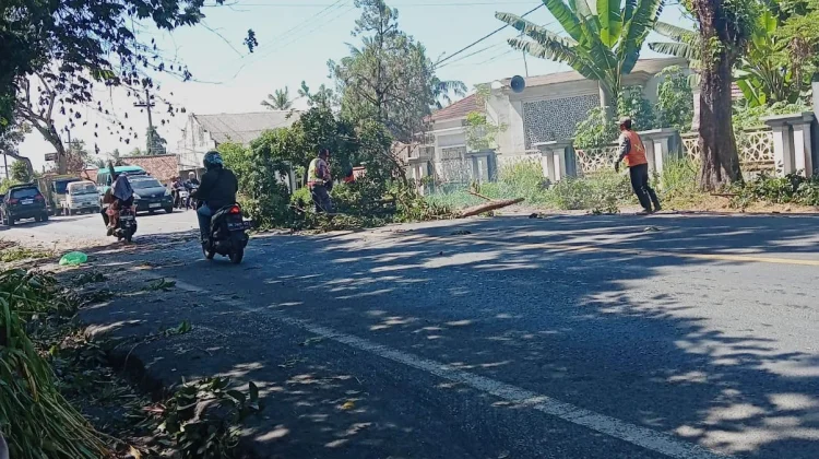 Pohon Rawan Tumbang di Jalur Nasional Lumajang Dipangkas
