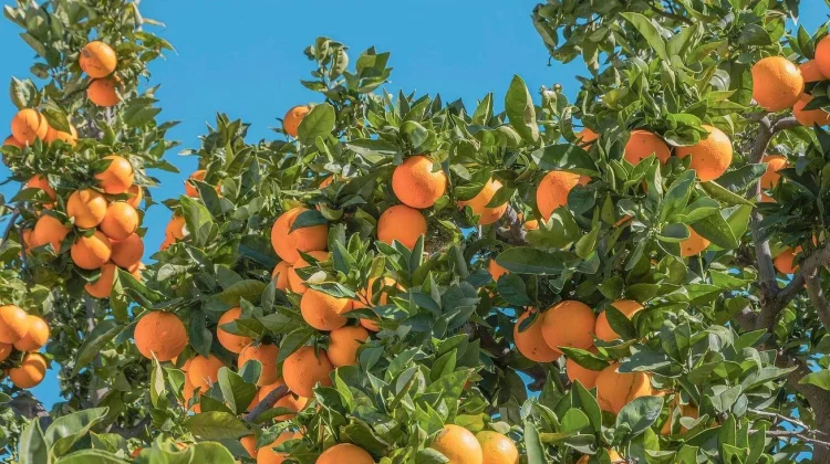 Petani Jeruk di Jember Pelajari Cara Rawat Tanaman