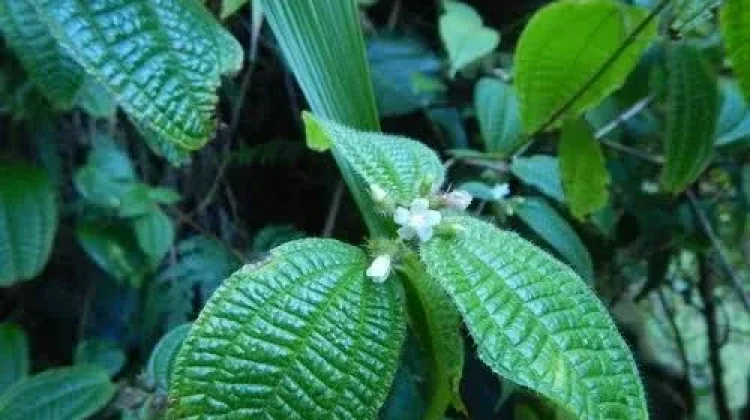 Manfaat Daun Harendong untuk Kesehatan