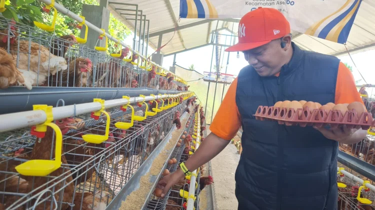 Pemkab Fasilitasi Peternak Telur Ayam Suplai ke SPPG