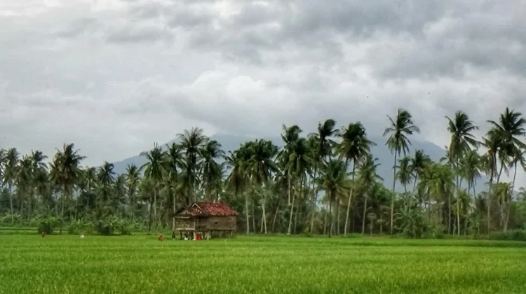 Banyuwangi Produksi 255 Ribu Ton Beras Semester Pertama