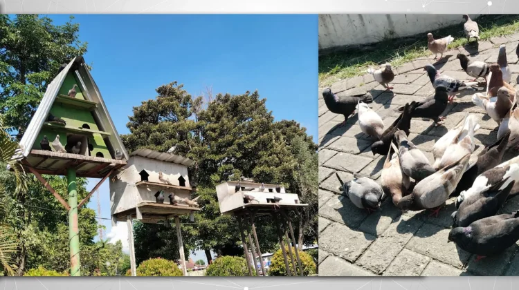 Rumah Merpati di Alun-Alun Lumajang Jadi Wisata Edukasi Keluarga
