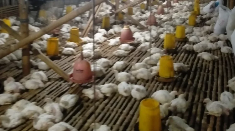 Harga Daging Ayam Potong di Situbondo Terus Membaik