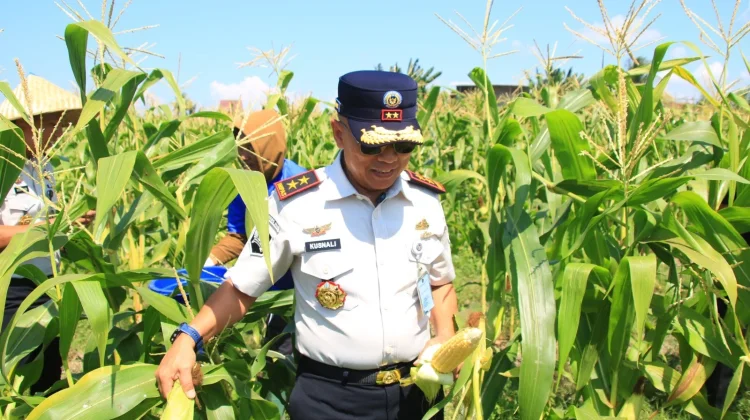 Lapas Banyuwangi Panen Jagung dan Cabai di Lahan SAE Paswangi