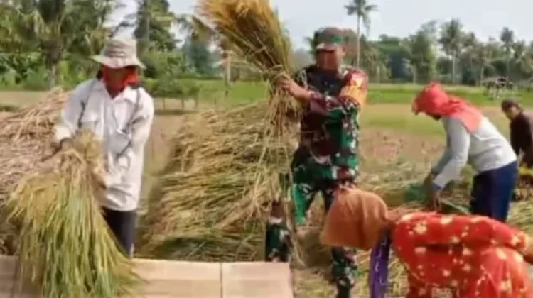 Dukung Ketahanan Pangan, TNI Beri Pendampingan kepada Petani