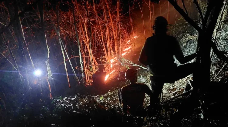 Kebakaran Hutan Hanguskan Dua Hektare Lahan Lumajang