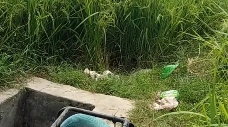 Petani Jember Kesulitan Air Irigasi untuk Sawah