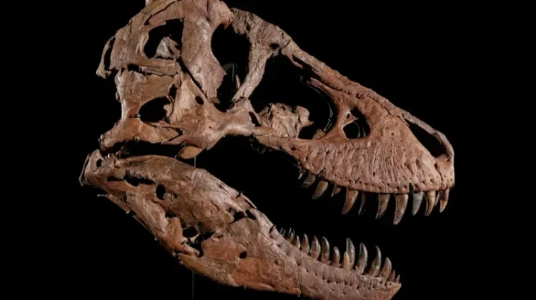 Fosil T-Rex Termahal Terjual Rp815 Miliar