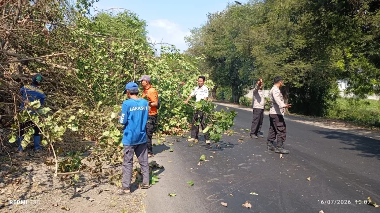 Pohon Tumbang Sempat Menutup Jalur Pantura Situbondo
