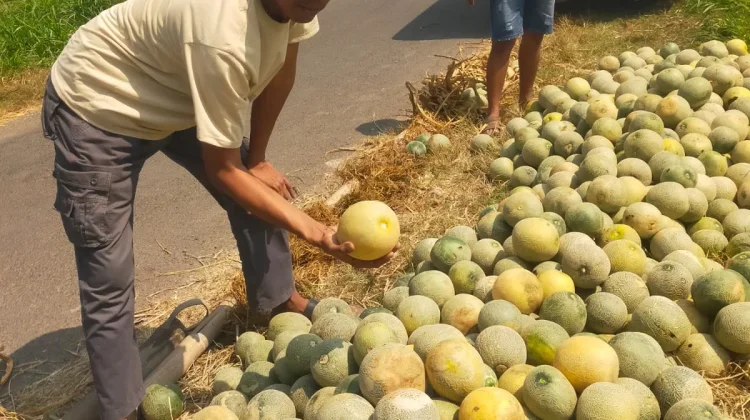 MBG Kembali Aktif, Harga Buah dan Sayuran Merangkak Naik