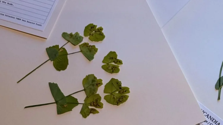 Herbarium Kuno Bantu Lacak Dampak Perubahan Iklim