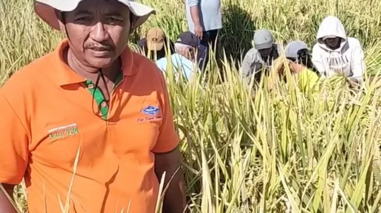 Para Petani di Jember Mulai Panen Raya Padi