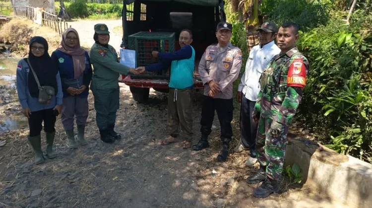 Lutung Jawa "Momon" Dievakuasi dari Rumah Warga di Bondowoso