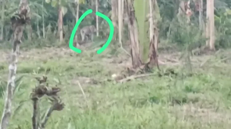 Serangan Hama Monyet Meresahkan Petani di Tunjung Gucialit