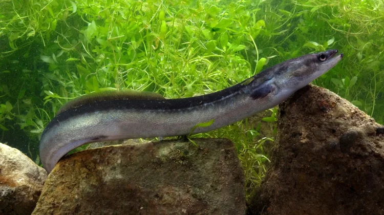 Belut Purba Lough Neagh Terancam, Penangkapan Dihentikan Demi Selamatkan Populas