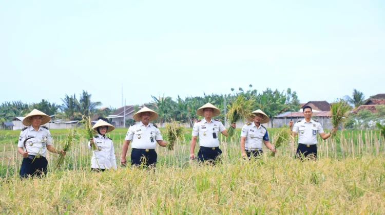 Lapas Banyuwangi Panen Padi Manfaatkan Lahan SAE