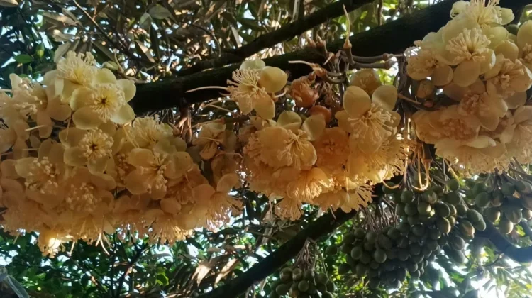 Aroma Bunga Durian Sukoreno Pemicu Semangat Petani