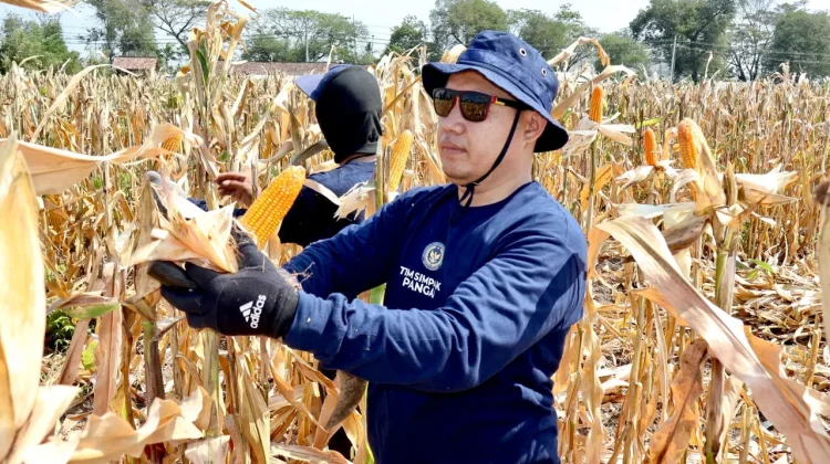 Rutan Situbondo Panen Jagung, 3 Hektare 20 Ton