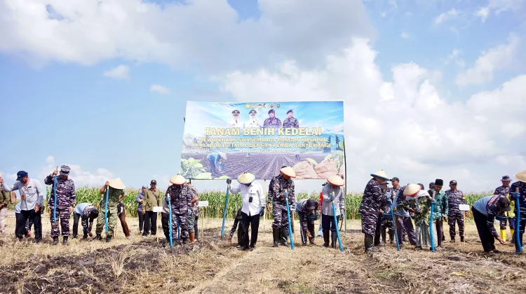 TNI AL dan Banyuwangi Perluas Tanam Kedelai 1.200 Hektare