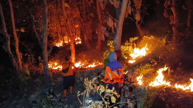 Kebakaran Lahan Perhutani Seluas 4 Hektare Jalur Arak-arak