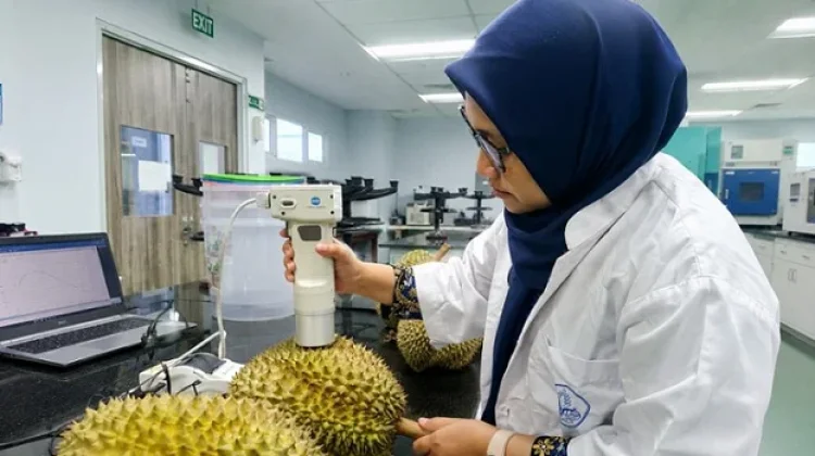 Ini Cara Peneliti Temukan Tingkat Kematangan Durian