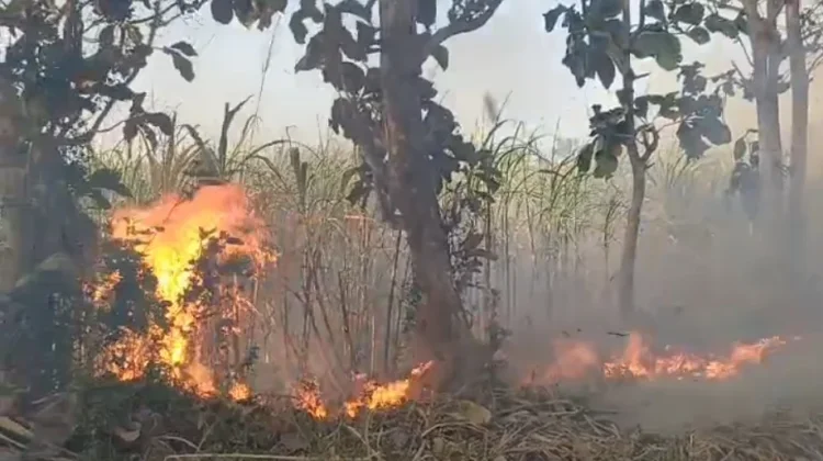 Kebakaran Hanguskan Lahan Tebu, Kerugian Capai Puluhan Juta