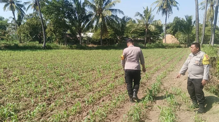 Polsek Klabang Tanam Jagung di Sumbersuko, Dukung Ketahanan Pangan Nasional
