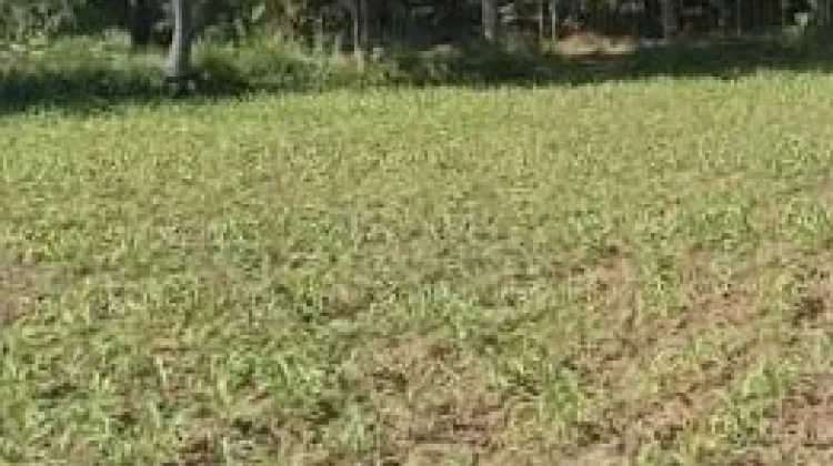 Petani Jember Mulai Tanam Jagung