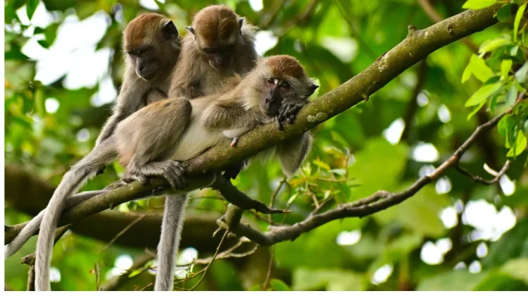 Monyet Turun Gunung, Alarm Kerusakan Habitat di Lumajang