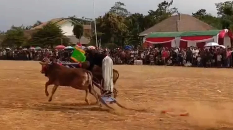 Karapan Sapi Kembali Digelar, Ribuan Warga Meriahkan HUT ke-81 RI di Wringin