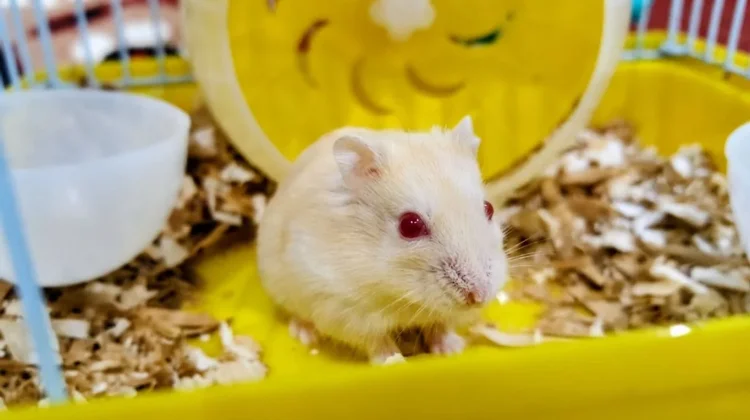 Hamster Jadi Hewan Peliharaan yang Disukai Anak-anak