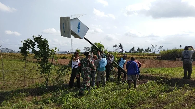 Petani Lumajang Kendalikan Hama Tikus dengan Rubuha