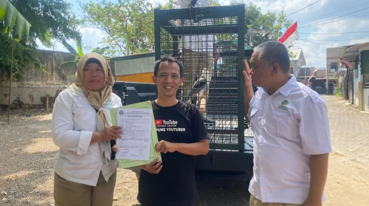 Warga Bondowoso Serahkan Elang Tikus ke BKSDA, Ingin Kembali ke Habitatnya