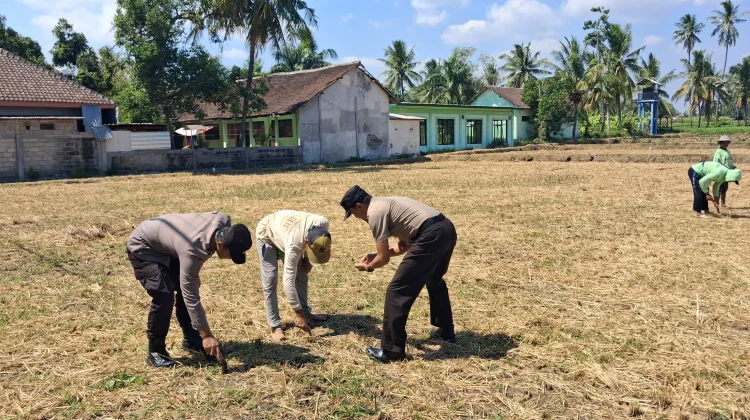 Gerakan Nyata Sumbersuko, Polsek Klabang Kobarkan Semangat Swasembada Pangan