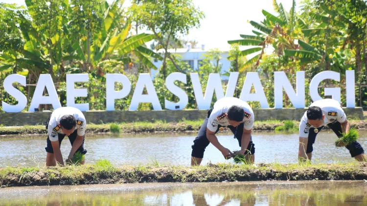 Tiga Kali Tanam Padi, Lapas Banyuwangi Perkuat Pembinaan Warga Binaan