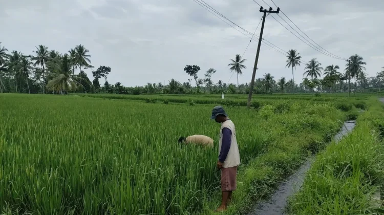 Pemerintah Lumajang Diminta Terapkan Aturan Pola Tanam Serentak untuk Tekan Hama