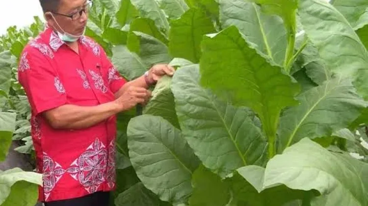 Gudang Belum Buka dan Kuota Tak Jelas, Petani Tembakau di Bondowoso Cemas
