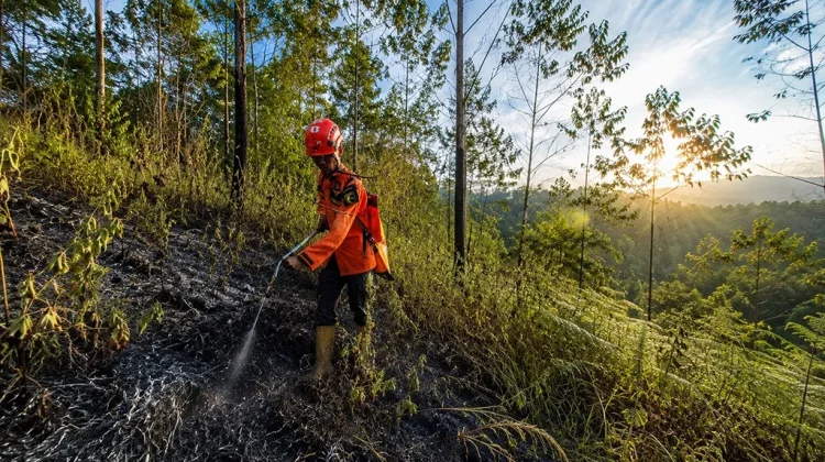 Musim Kemarau, BPBD Lumajang Ingatkan Warga Waspadai Sumber Api di Kawasan Rawan