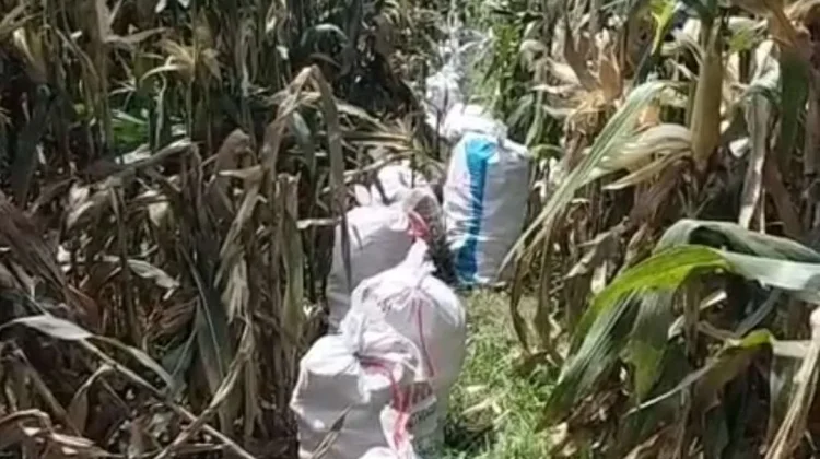 Harga Jagung di Jember Bertahan Tinggi, Petani Diuntungkan