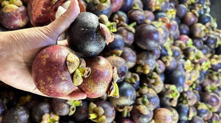 Pedagang Buah Jember Manfaatkan Musim Manggis untuk Tingkatkan Penjualan