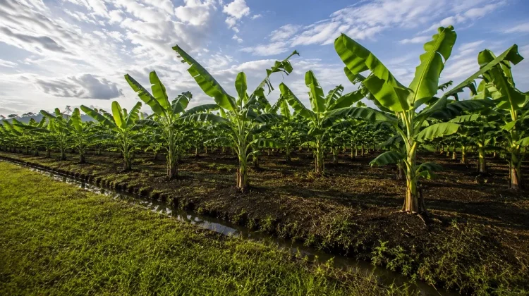 Lumajang Targetkan Pengembangan Pisang Cavendish hingga 300 Hektare